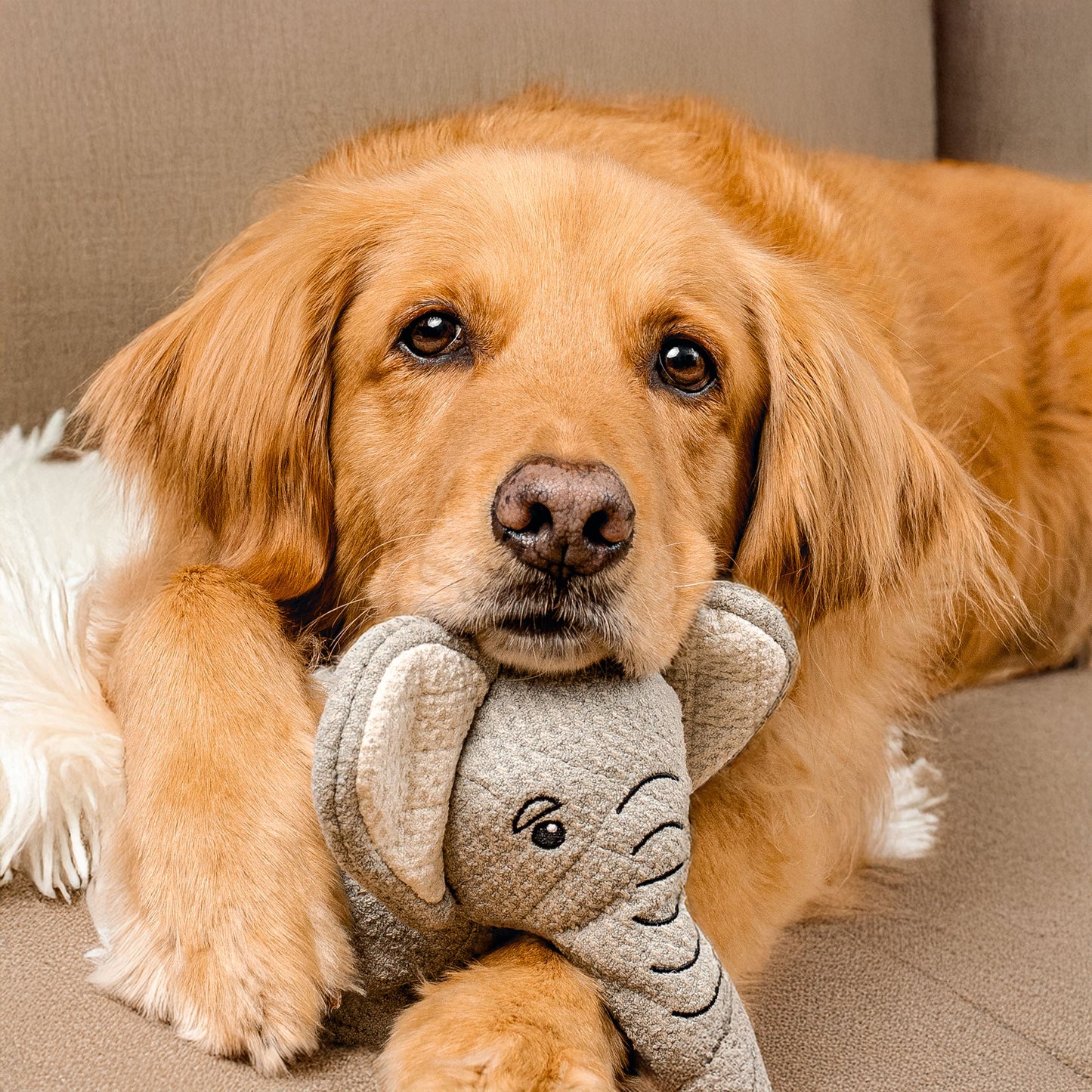 Ellie the Elephant - Jumbo