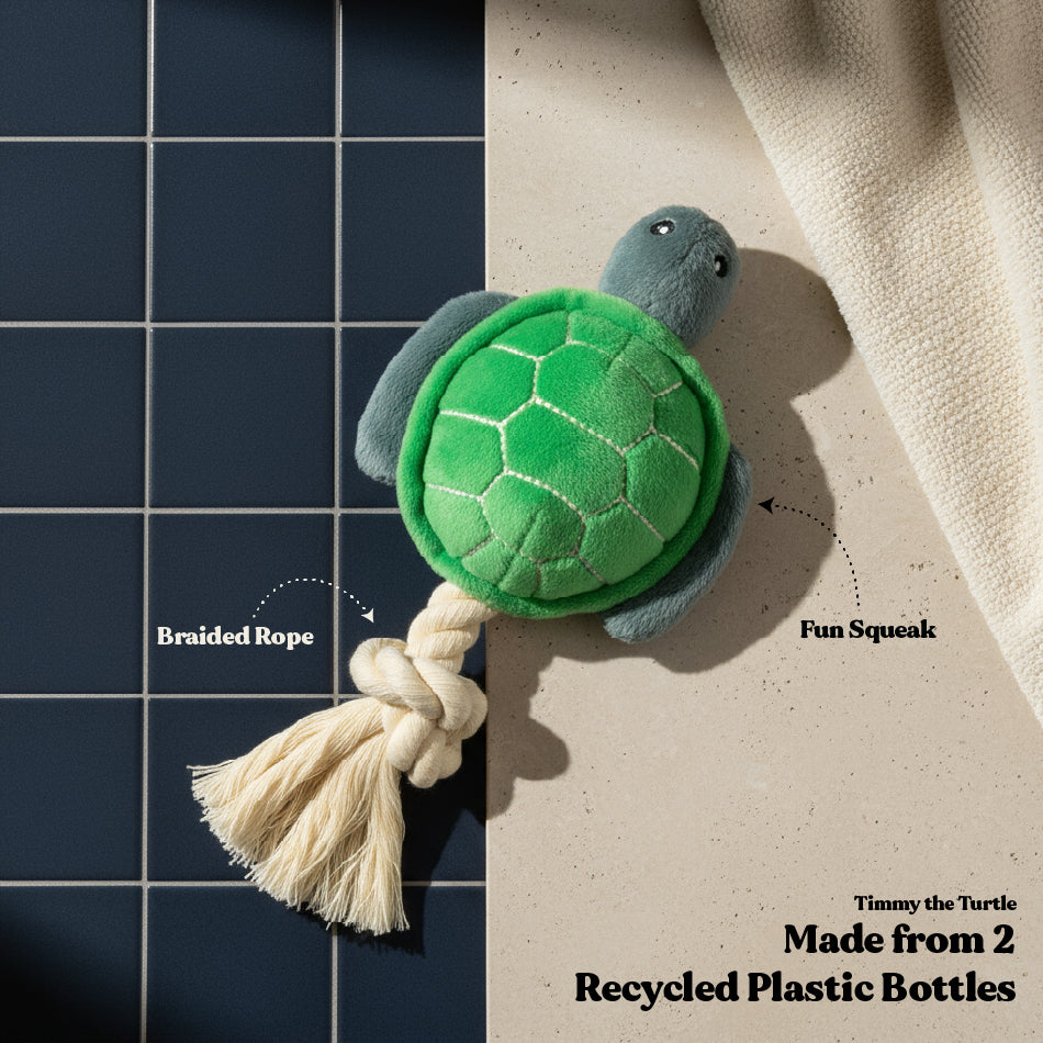 Timmy the Turtle - Medium