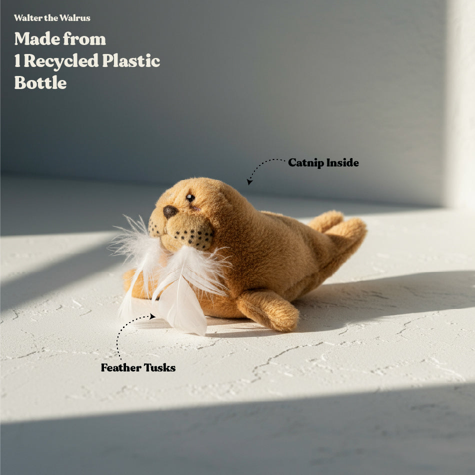 Walter the Walrus - Cat Toy