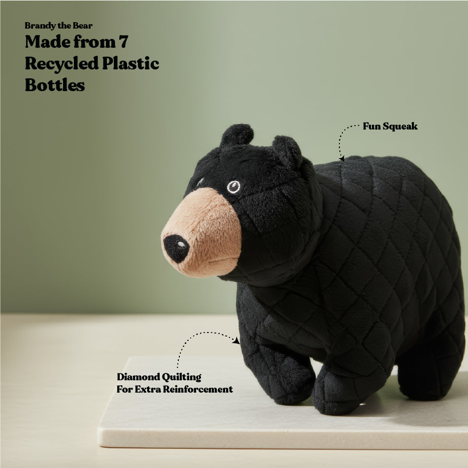 Brandy the Black Bear