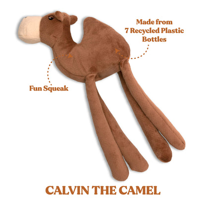 Calvin the Camel