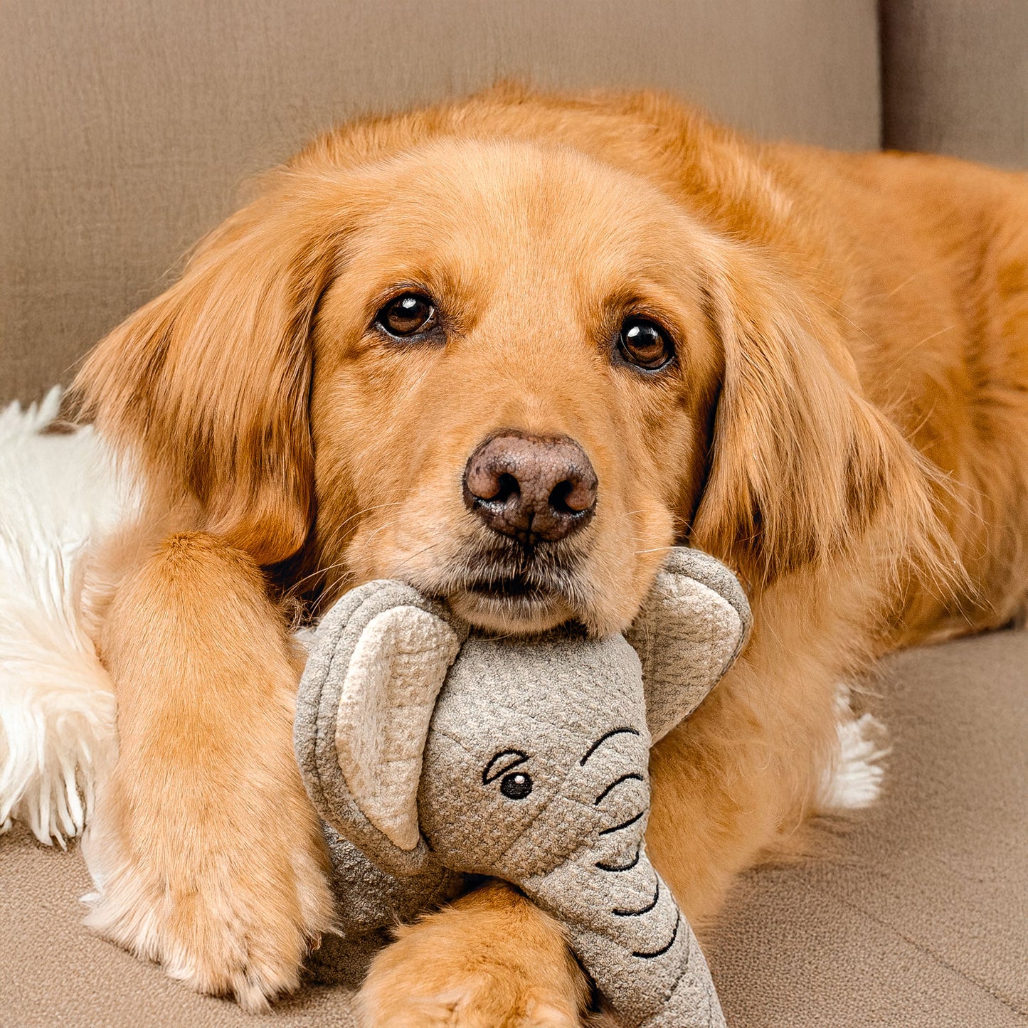 Elephant Dog Toy